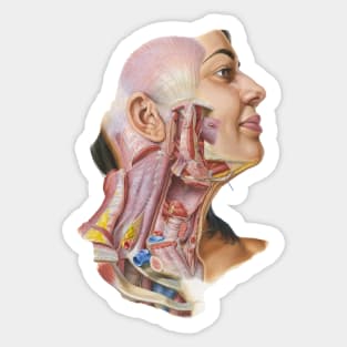 Frank Netter Atlas of Human Anatomy Cervical Fascia Sticker